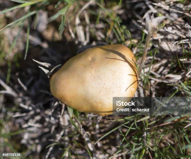 Mushroom In Nature Stock Photo - Download Image Now - Horizontal, Image, Kazakhstan