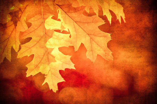 istock grunge background with autumn leaves 849708294