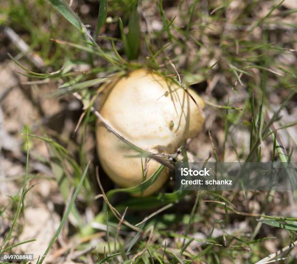 Mushroom In Nature Stock Photo - Download Image Now - Horizontal, Image, Kazakhstan