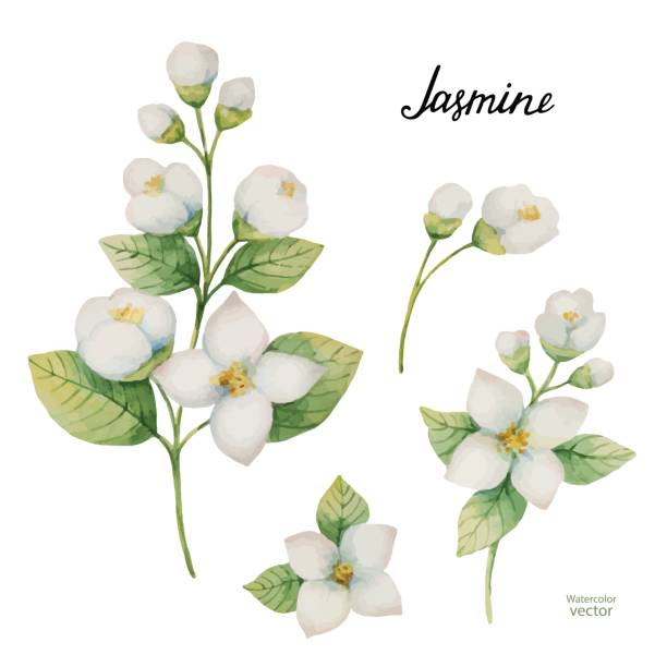 Watercolor vector set of flowers and branches Jasmine isolated on a white background. Watercolor vector set of flowers and branches Jasmine isolated on a white background. Floral illustration for design greeting cards, wedding invitations, natural cosmetics, packaging and tea. jasmine flower bouquet stock illustrations