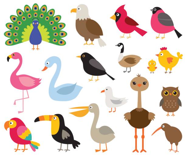 Cartoon birds, isolated illustrations set Vector cartoon birds, isolated illustrations set peacock stock illustrations