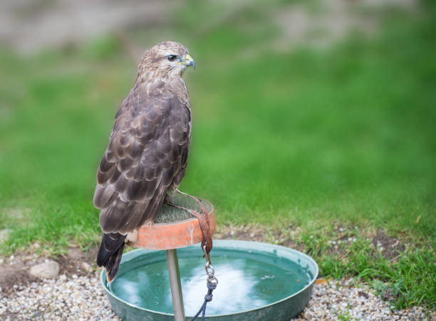 istock Young hawk in captivity in zoo in summer day 849719596