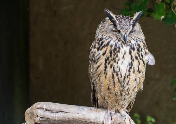 istock Owl sitting on the bough in the zoo 849720454