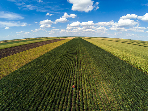Aerial view of senior farmer standing in a soybean field and examining crop.