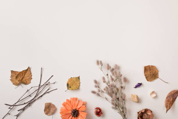 istock Dried autumn plants and dry leaves with empty space 849721672