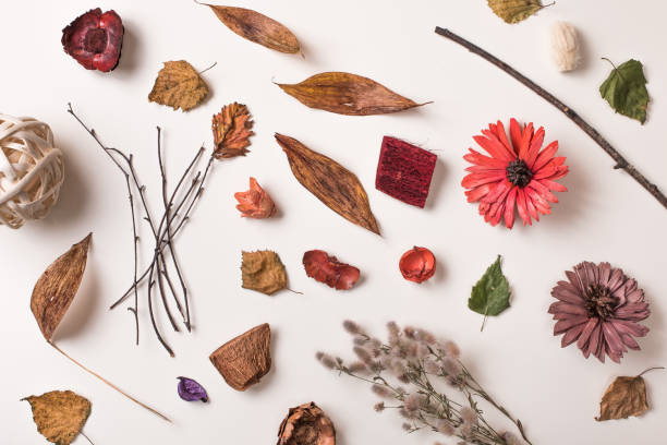 istock Creative arrangement of different dry plants 849721680