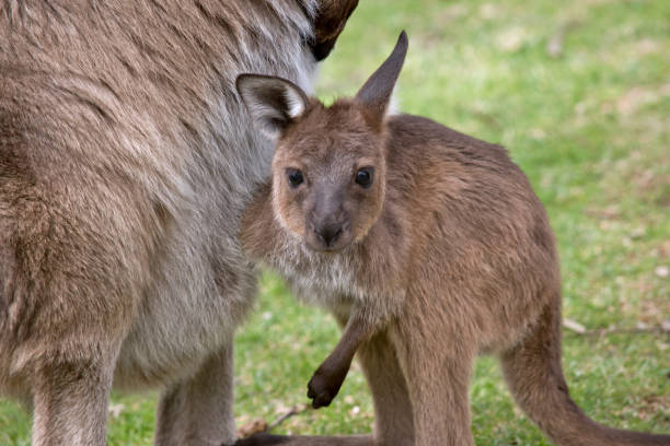 istock kangaroo-Island kangaroo and joey 849721854
