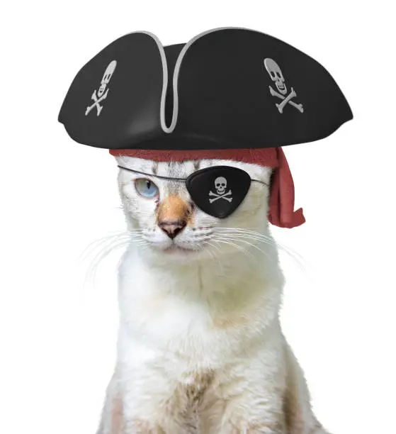 Photo of Funny animal costume of a cat pirate captain wearing a tricorn hat and eyepatch with skulls and crossbones, isolated on a white background