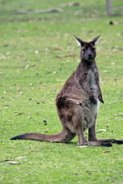 istock joey kangaroo-Island kangaroo 849725584