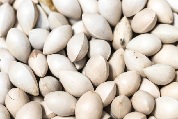 istock Ginkgo biloba dried seeds. 849726822