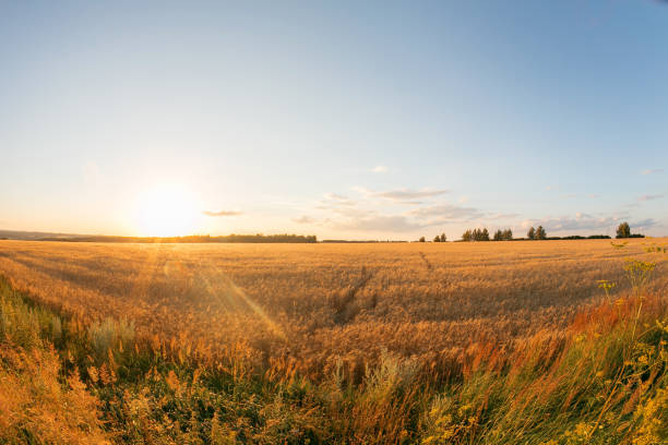 istock Gold wheat field and blue sky. Ripe grain harvest time 849727192