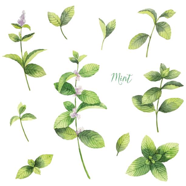 ilustrações, clipart, desenhos animados e ícones de conjunto de vetor em aquarela de ramos de hortelã, isolado no fundo branco. - herbal tea illustrations