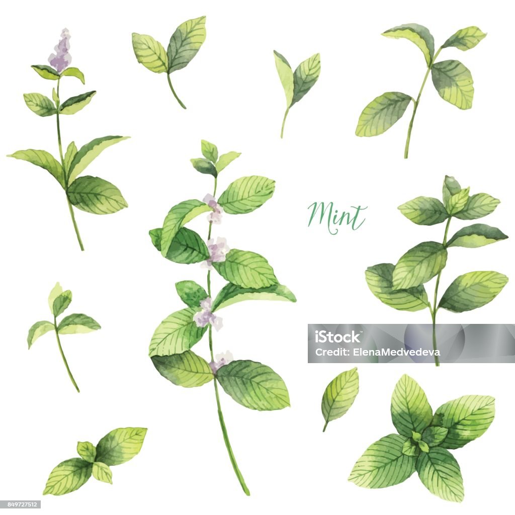 Watercolor vector set of mint branches isolated on white background. Watercolor vector set of mint branches isolated on white background. Floral illustration for design greeting cards, wedding invitations, natural cosmetics, packaging and tea. Mint Leaf - Culinary stock vector