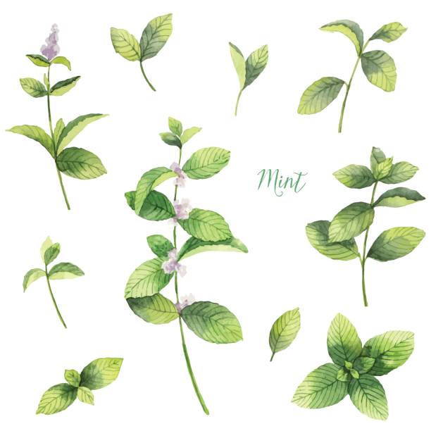 Watercolor vector set of mint branches isolated on white background. Watercolor vector set of mint branches isolated on white background. Floral illustration for design greeting cards, wedding invitations, natural cosmetics, packaging and tea. mint leaf culinary stock illustrations