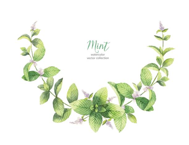 수채화 벡터 민트 분기 흰색 배경에 고립의 화 환. - mint tea tea peppermint mint stock illustrations