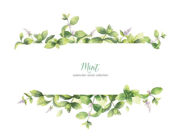 акварелоцвет вектор баннер ветвей мяты изолированы на белом фон�е. - green tea tea scented mint stock illustrations