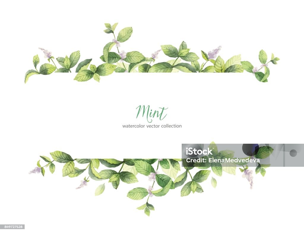 Watercolor vector banner of mint branches isolated on white background. Watercolor vector banner of mint branches isolated on white background. Floral illustration for design greeting cards, wedding invitations, natural cosmetics, packaging and tea. Mint Leaf - Culinary stock vector