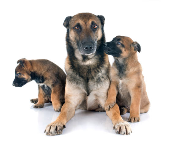 istock family of malinois 849730434