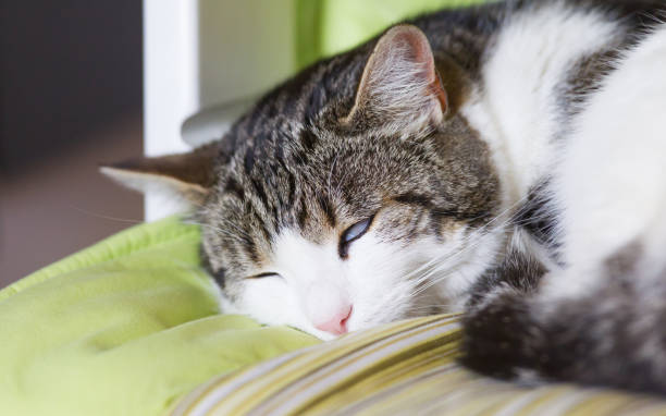 istock Cat sleeping in a green child seat 849731240