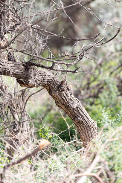 istock dry branch of a tree in the forest 849731844