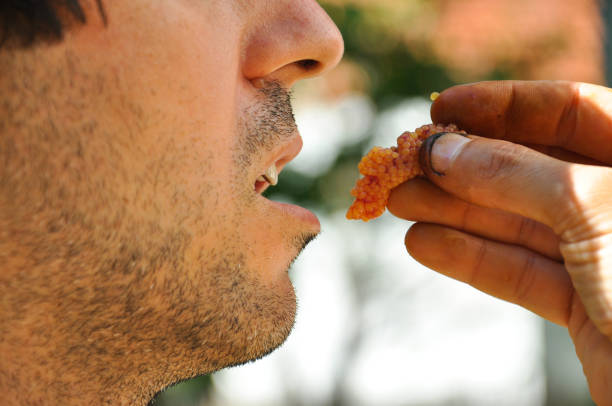 istock Man eating raw caviar,  Man survive in nature, 849736178