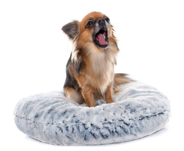 chihuahua de pelo largo - chihuahua dog pets yawning fotografías e imágenes de stock