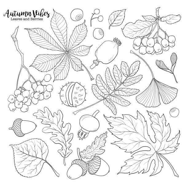 Black and white autumn falling leaves and berries Set of hand drawn black and white autumn falling leaves and berries, sketch style vector illustration isolated on white background. Hand drawn leaves and berries - rowan, chestnut, oak, aspen, maple maple keys maple tree seed tree stock illustrations