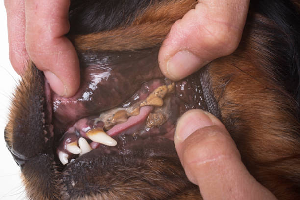 istock teeth of cavalier king charles 849739718