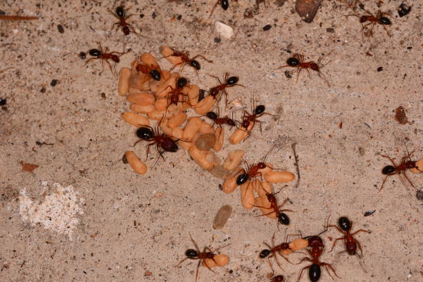 istock Carpenter ants with pile of larvae and coccoons 849749830