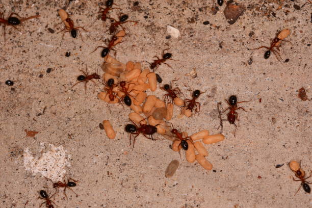 istock Carpenter ants moving mass of larvae and coccoons 849749940