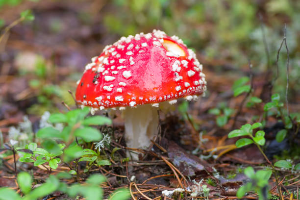 istock mushroom grown in the forest 849750076