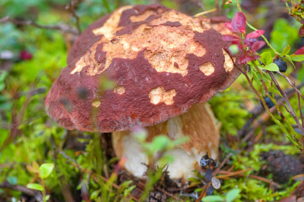 istock mushroom grown in the forest 849752320
