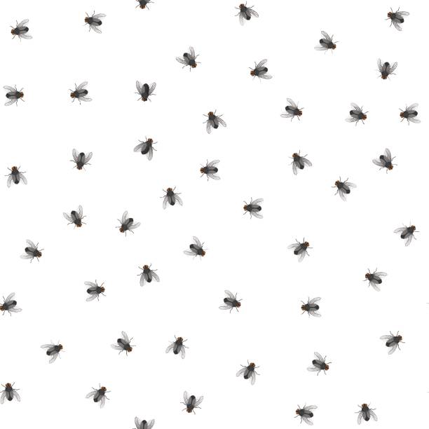 ilustrações de stock, clip art, desenhos animados e ícones de pattern of creeping flies - mosca