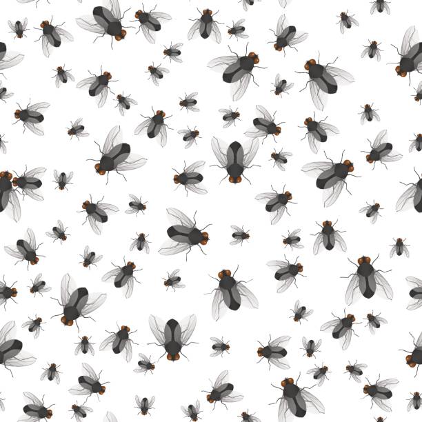 illustrazioni stock, clip art, cartoni animati e icone di tendenza di modello di strisciare mosche grandi e piccole - fly flying housefly insect