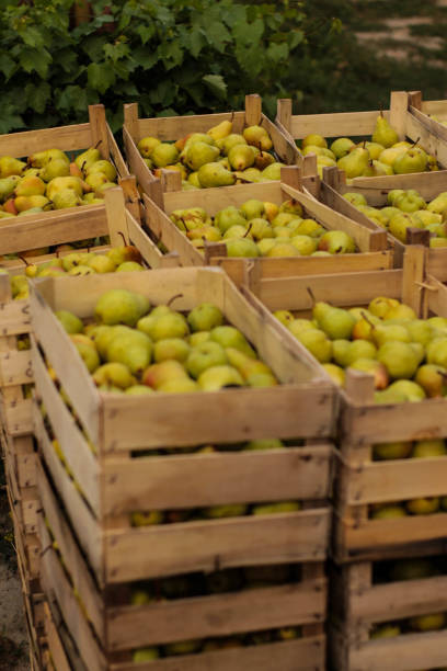 istock Crates of pears 849758444