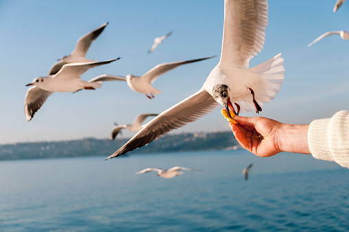 Birds are generally shy and avoid close contact but still this seagull grabs a piece of food directly from a mans hand without fear.