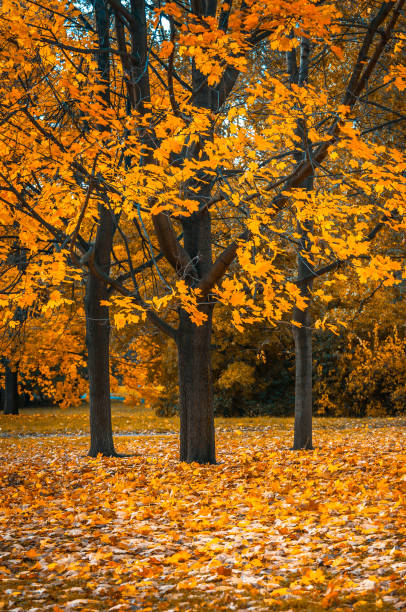 istock Autunm tree in the park, perfect fall scenery 849767868