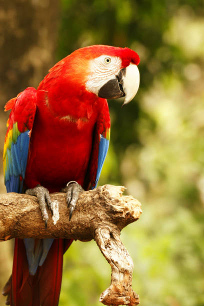 istock Red parrot sitting on wooden branch in the forest. 849768584