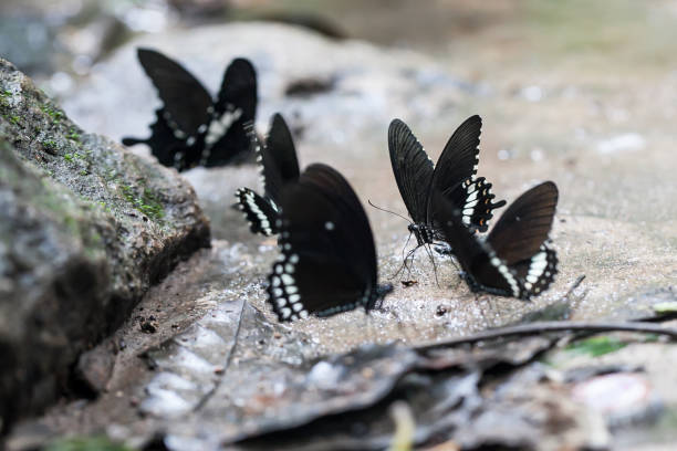 black butterfly - butterfly flying tropical climate close to imagens e fotografias de stock