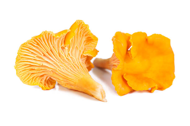 istock Chanterelle mushrooms isolated in white 849773164