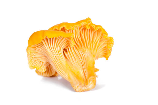 istock Chanterelle mushrooms isolated in white 849773294