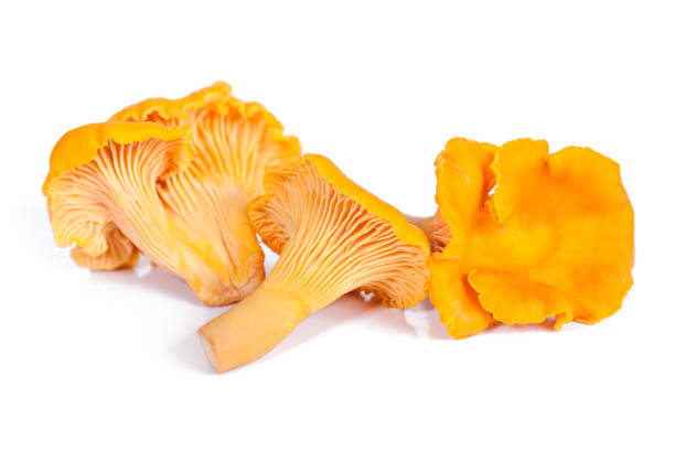 istock Chanterelle mushrooms isolated in white 849773314