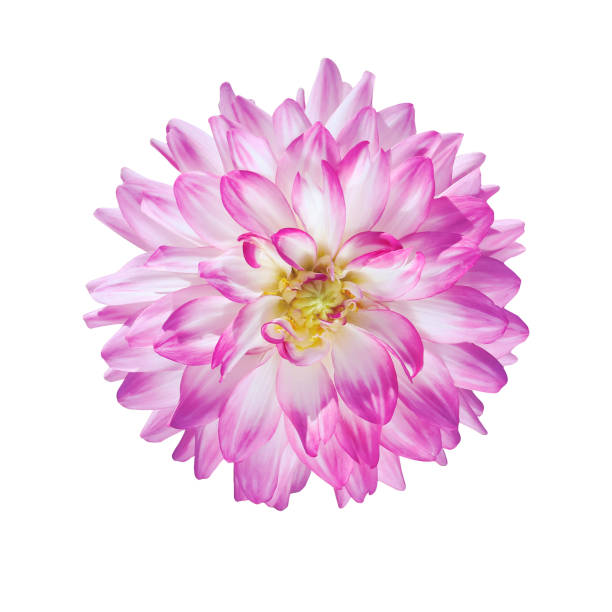 istock single pink  head of a dahlia flower 849773510