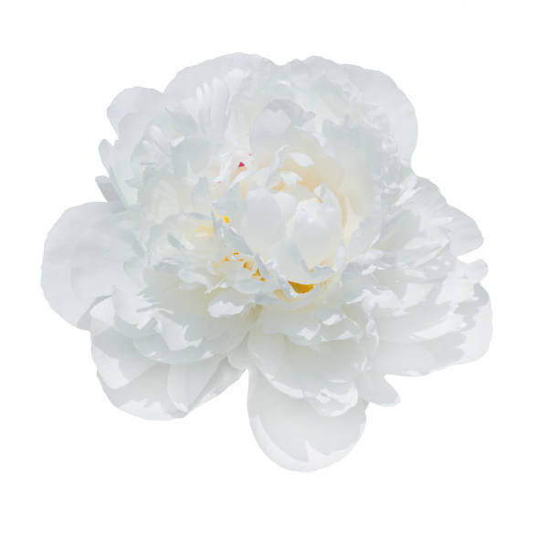 istock trendy  pale  peonies isolated on white background 849774066