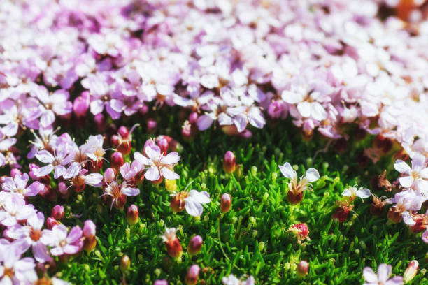 istock pink flowers in Skaftafell natural park, Iceland 849777968