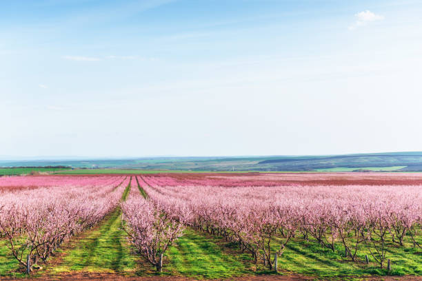 istock Richly blossoming tree garden on a lawn with a beautiful sky on a back background. 849778126