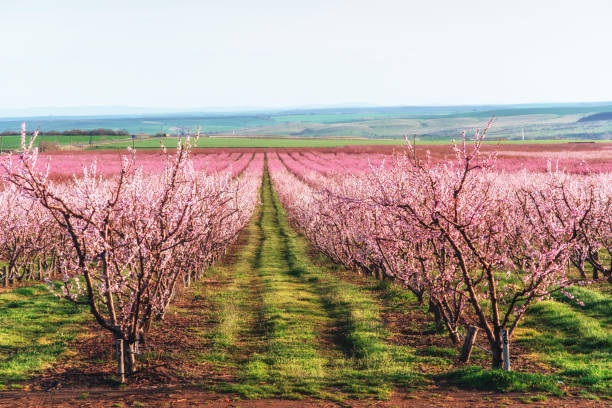 istock Richly blossoming tree garden on a lawn with a beautiful sky on a back background. 849778234