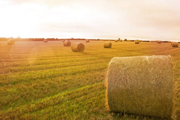 istock Landscape with bales of straw 849778470