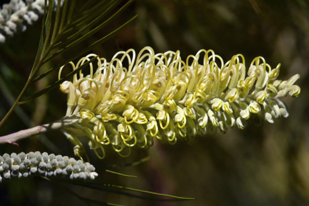 Intricate beauty of a grevillea flower stock photo
