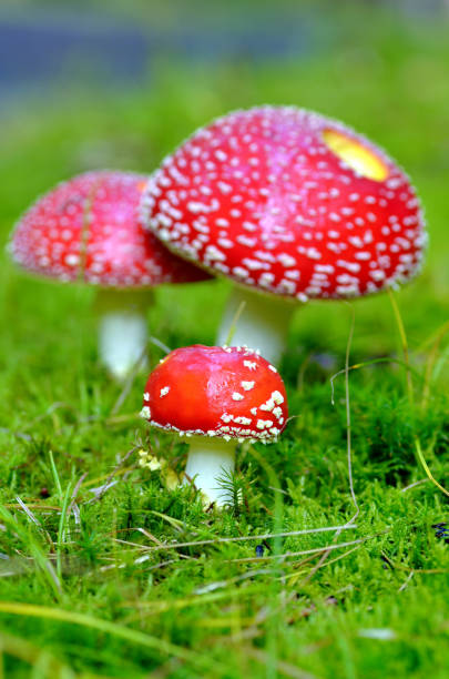 istock Mushroom,  Amanita muscaria 849781626